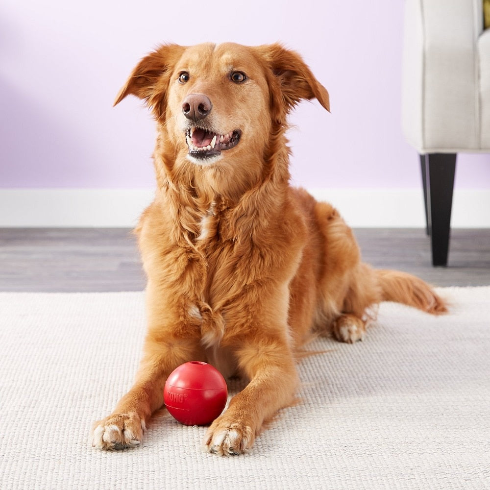 dog laying down with red ball in between front legs