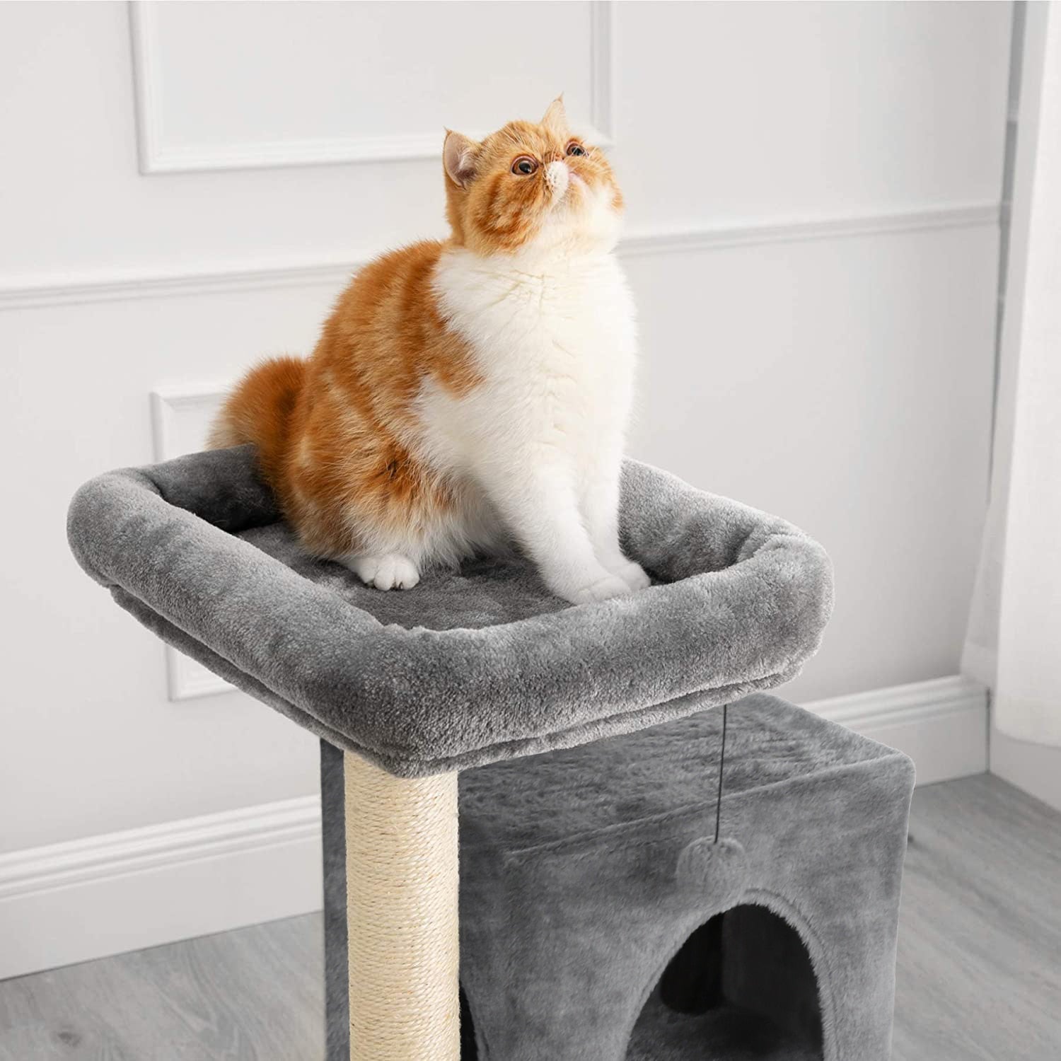 orange and white cat sitting on perch