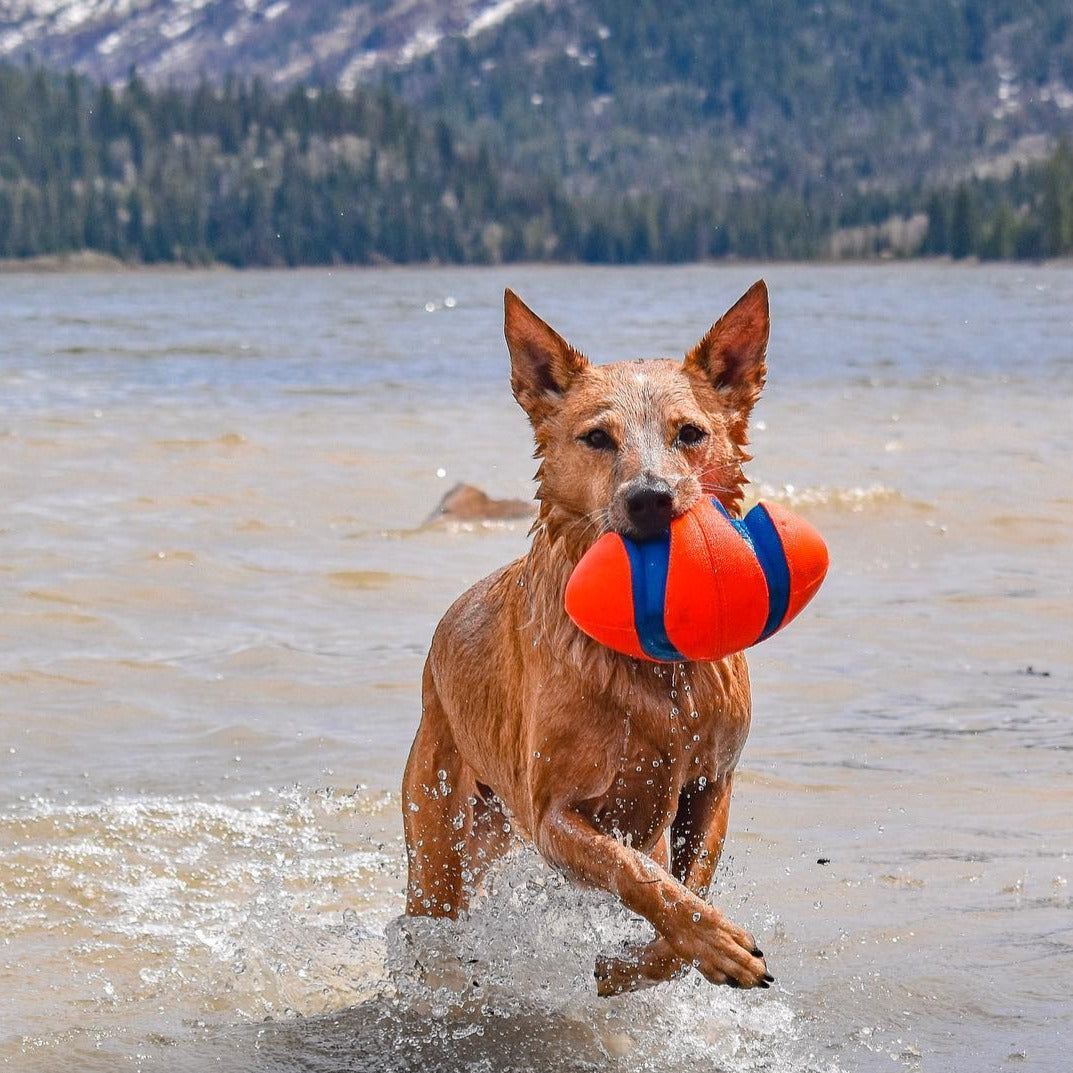 dog coming out of water with toy in mouth