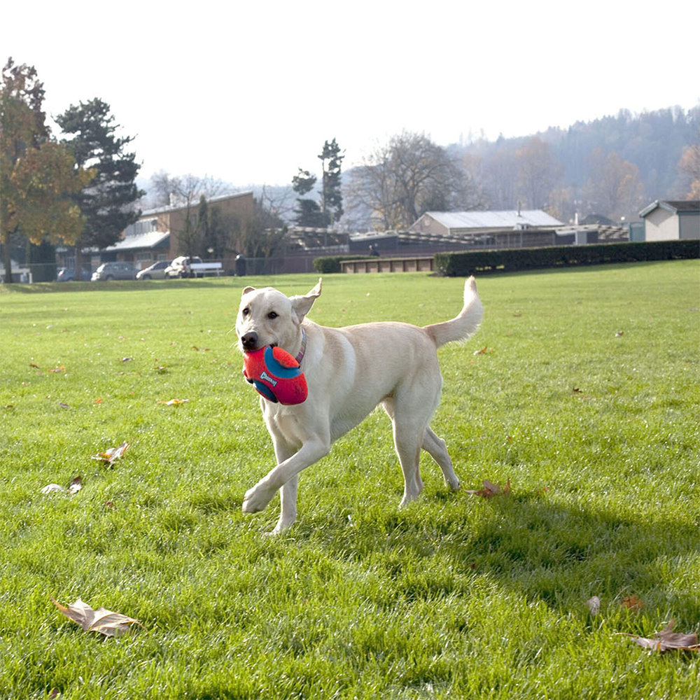 dog with toy in mouth