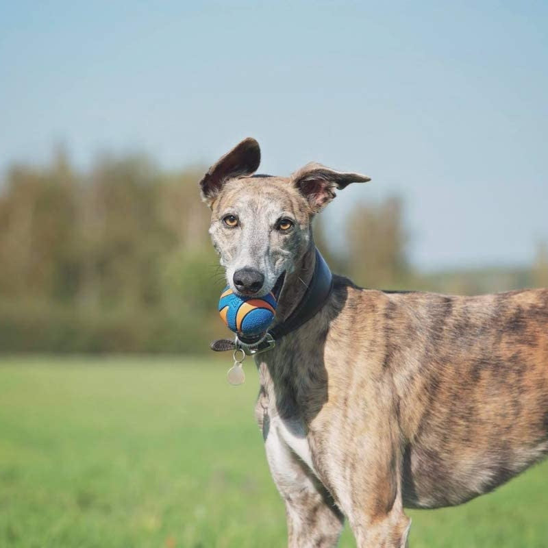 dog with ball in mouth