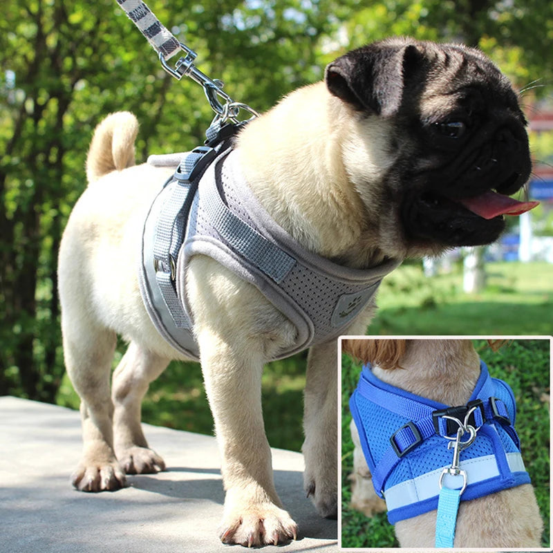 Product shown worn by pug