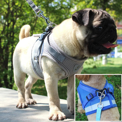 Product shown worn by pug