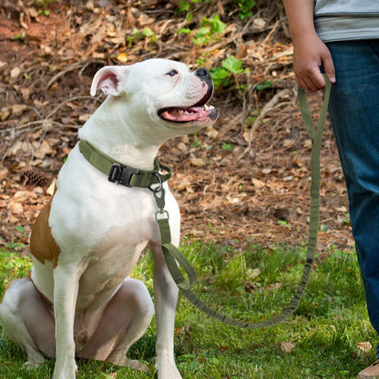 dog with green set