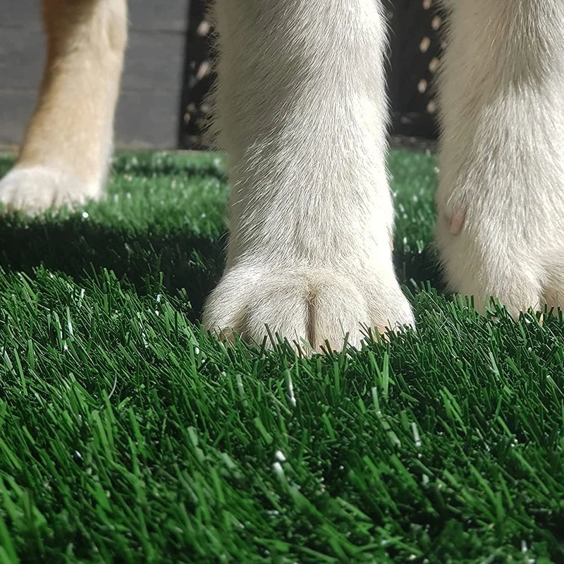 Dog standing on artificial grass