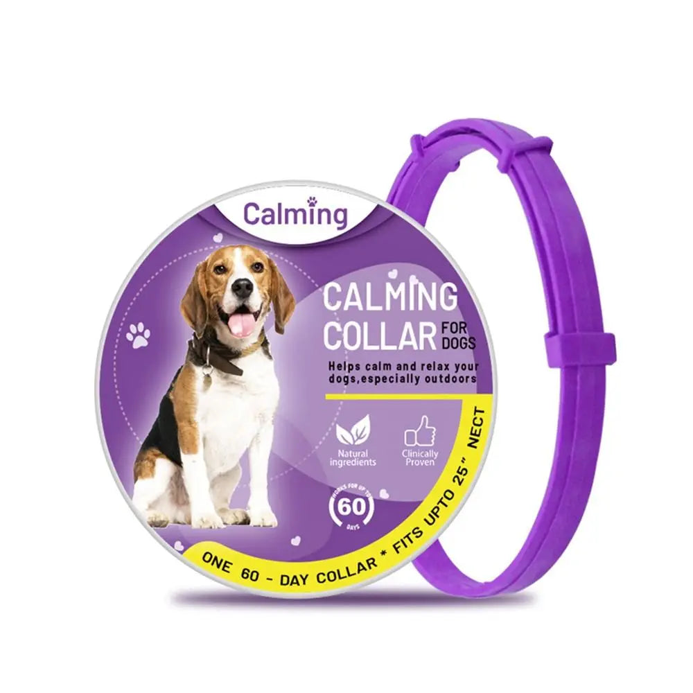 Purple dog collar