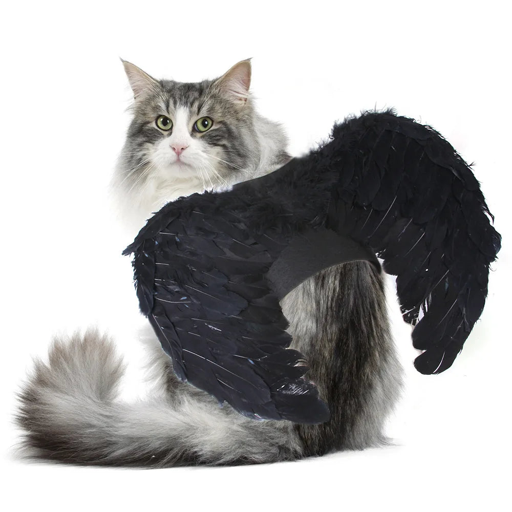 cat wearing black angel wing costume