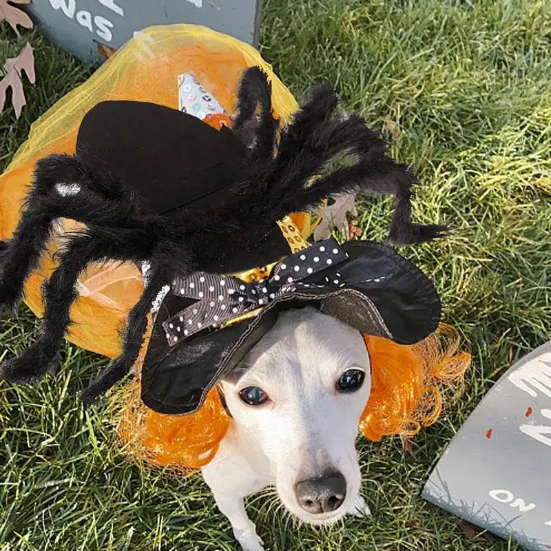 dog wearing black spider costume