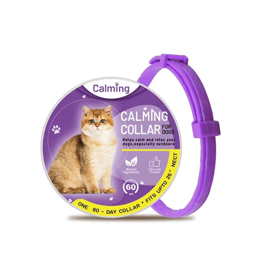 Purple cat collar