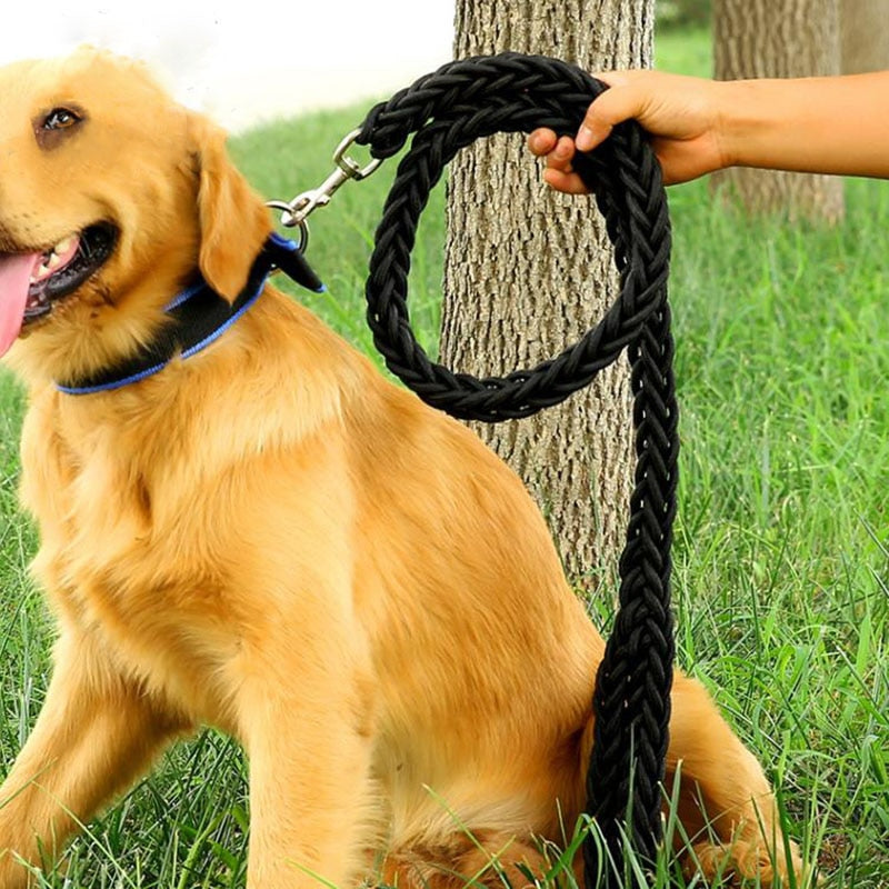 dog with black leash