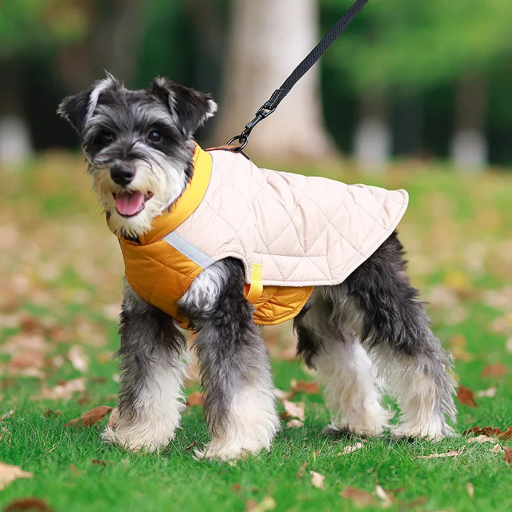 small dog wearing waterproof coat harness