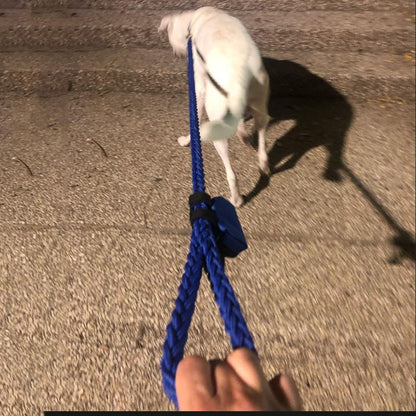 dog on leash