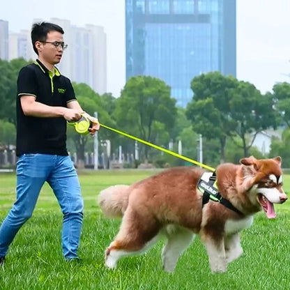 Leash in use with large Husky