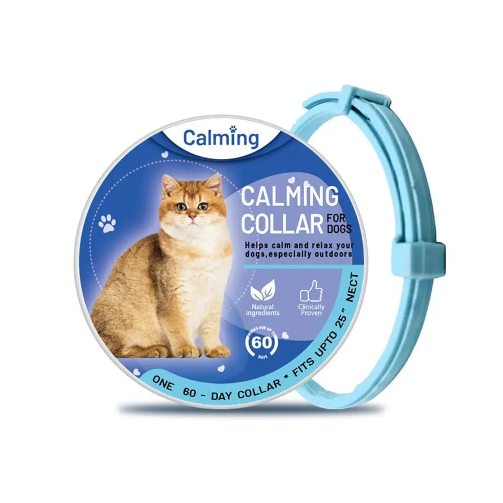 light blue cat collar