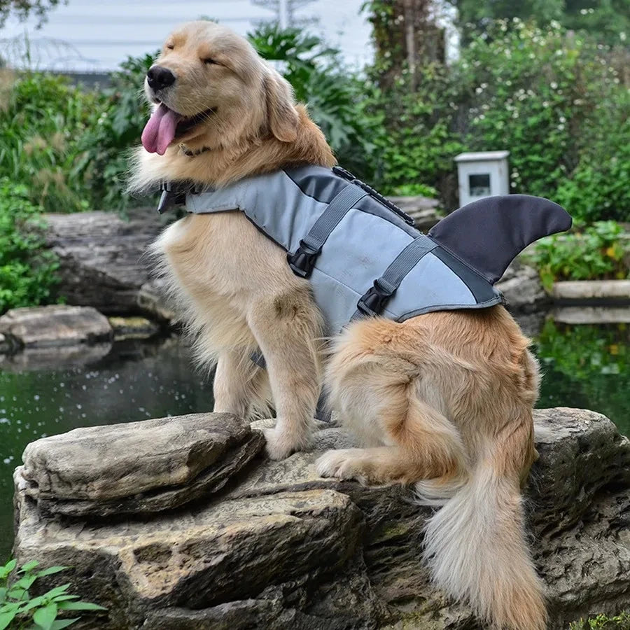 golden retriever dog with its tongue out and wearing a shark style lifejacket