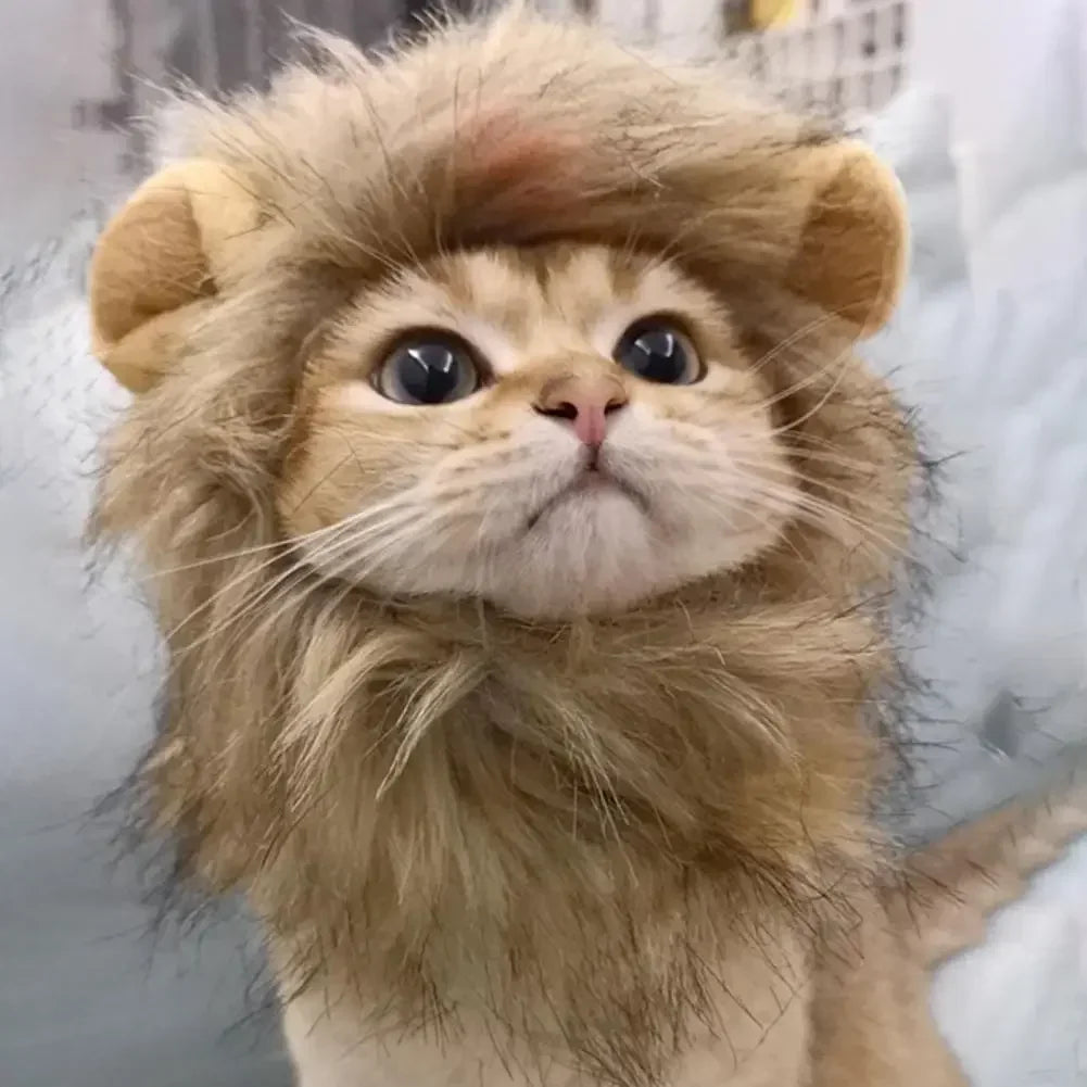 cat wearing lion costume indoors