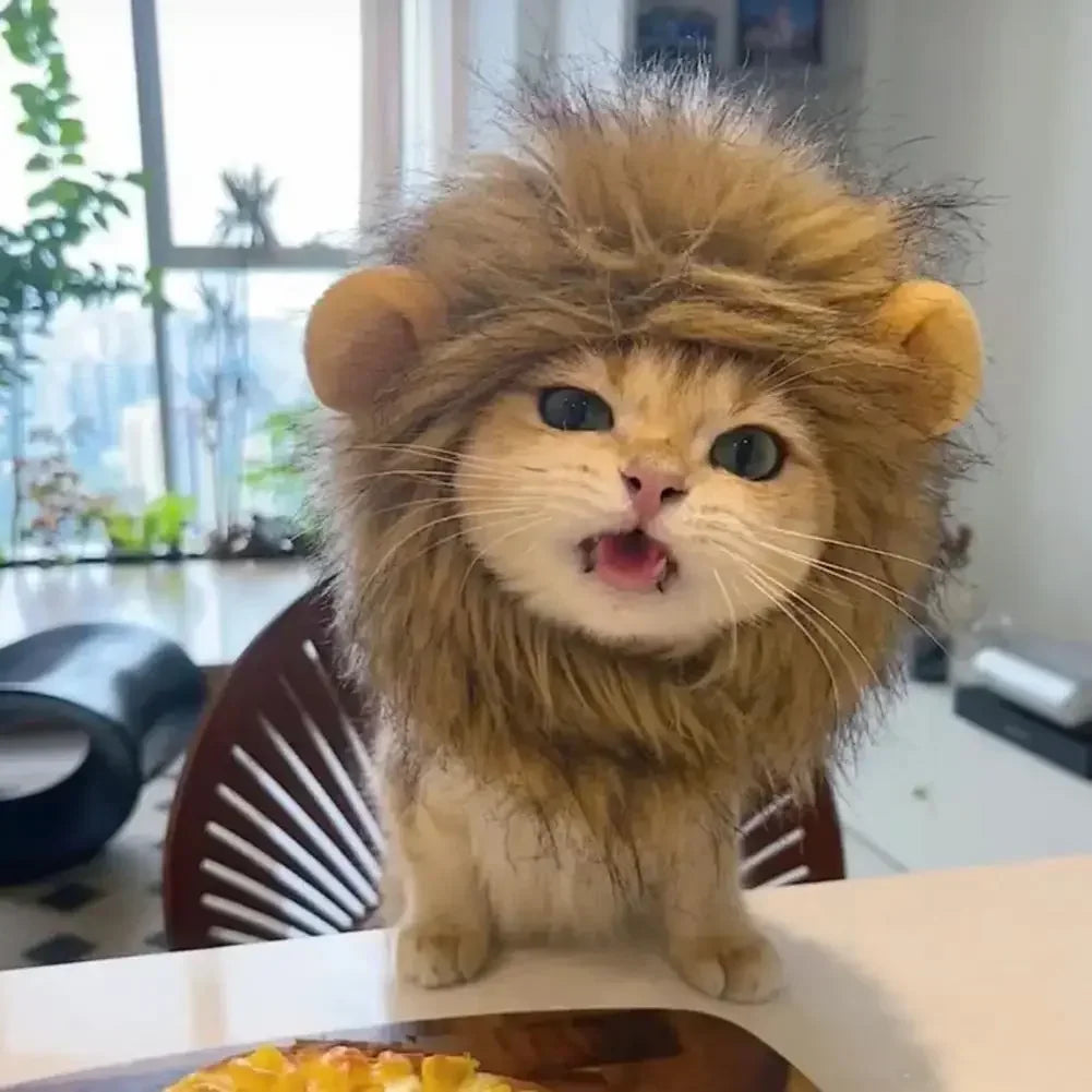 cat wearing lion costume indoors