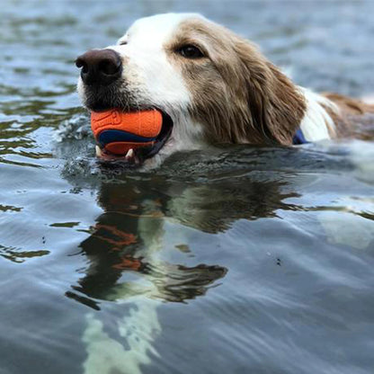 dog with orange ball toy