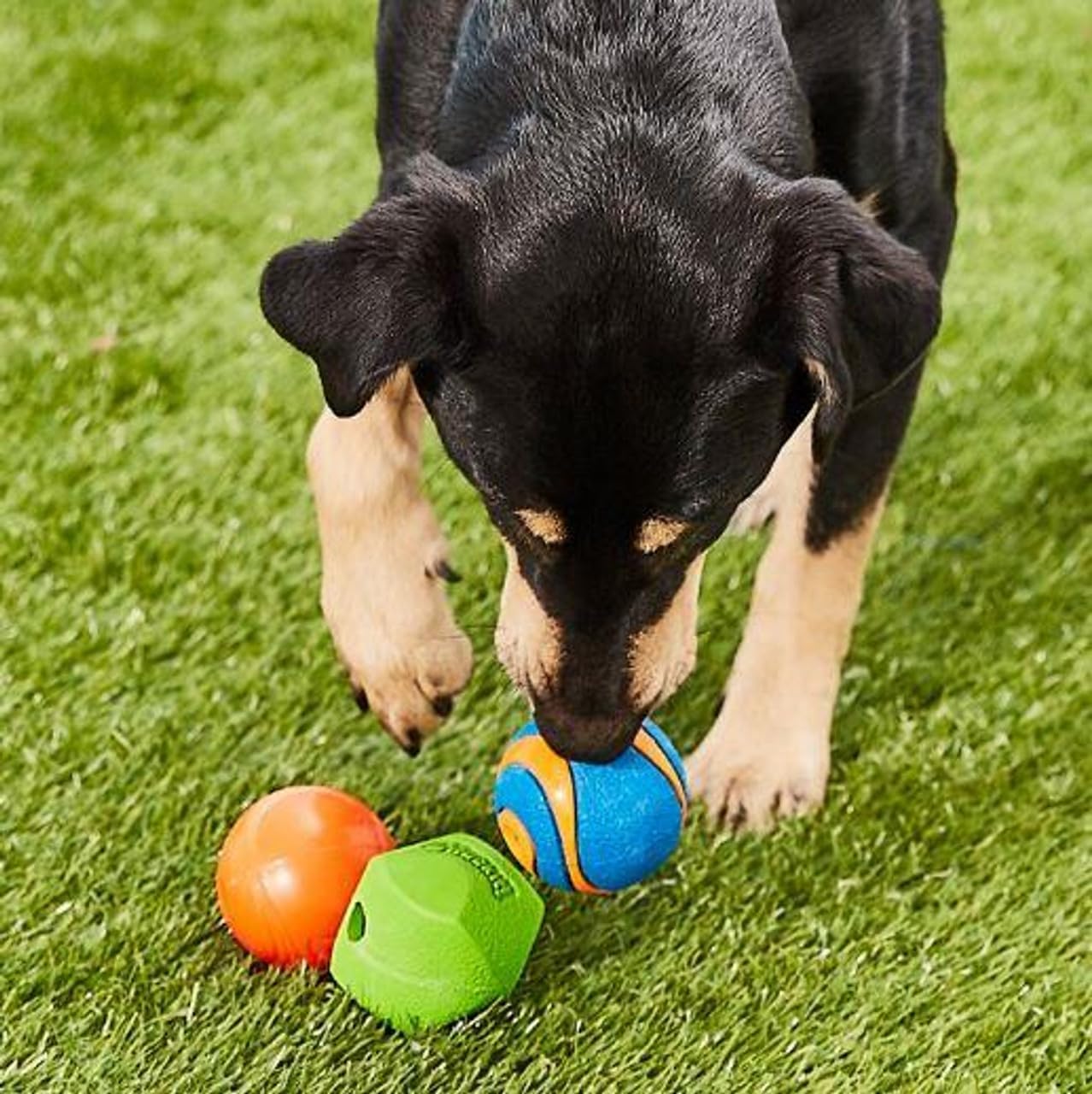 dog playing with all three toys