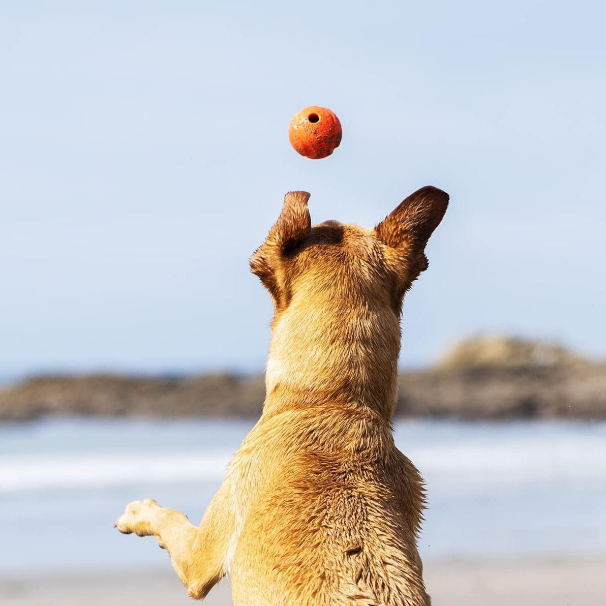 dog chasing ball