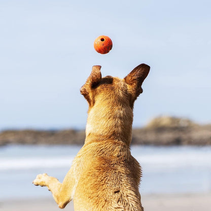 dog chasing ball