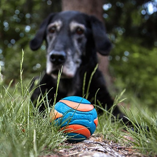 dog behind ball