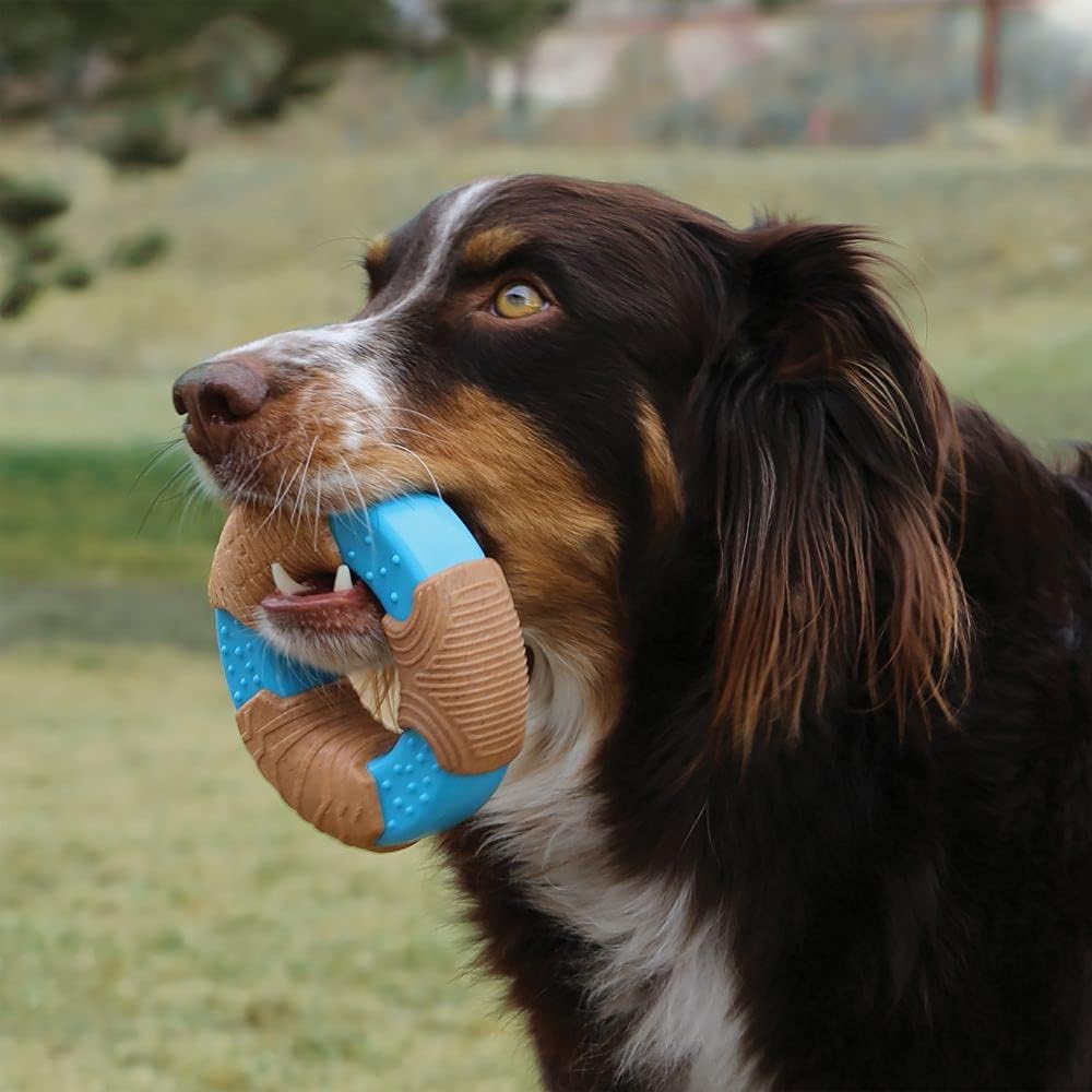 dog with toy