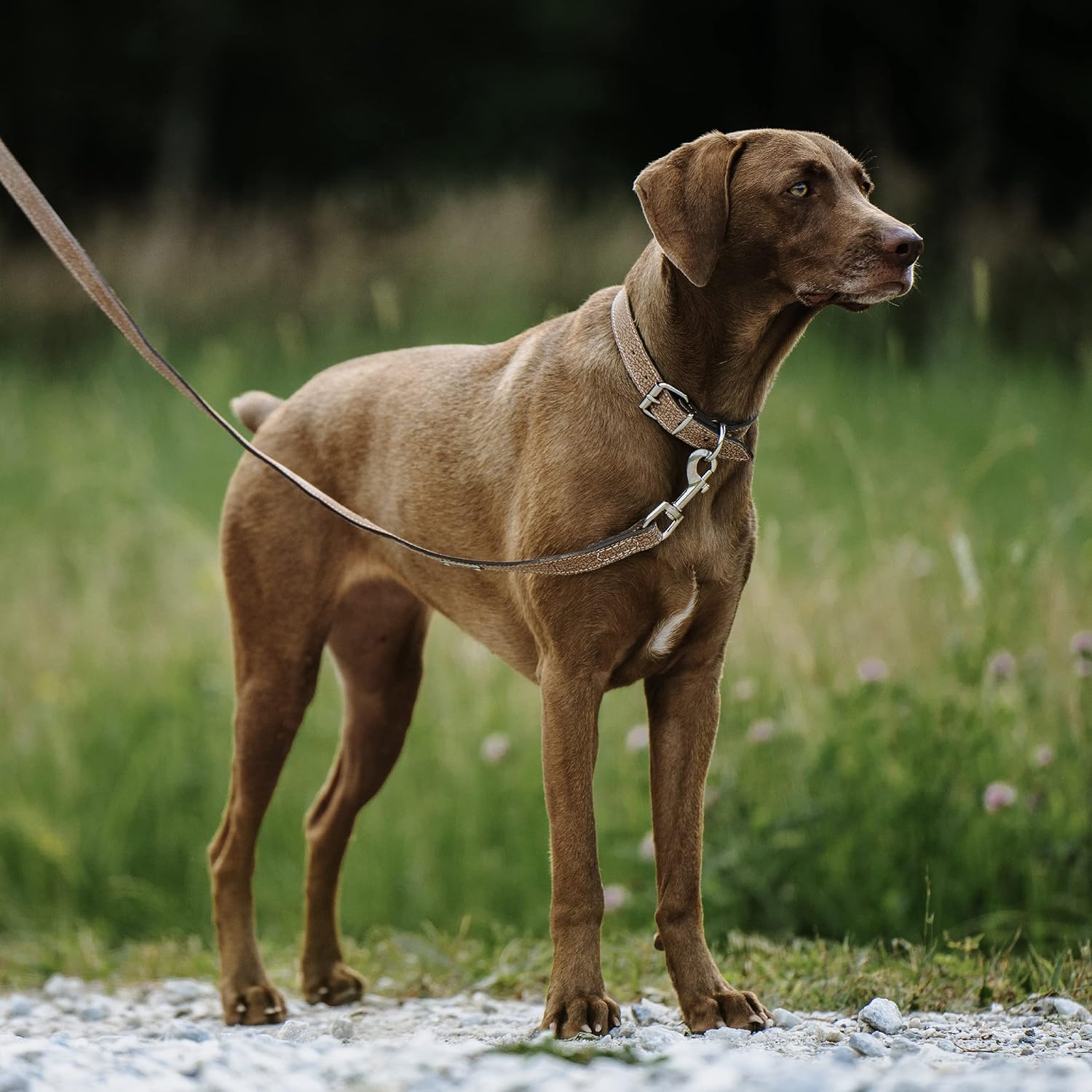 large dog wearing cracked leather collar