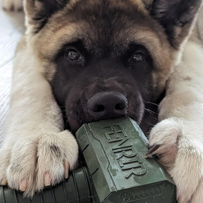 dog with hammer toy