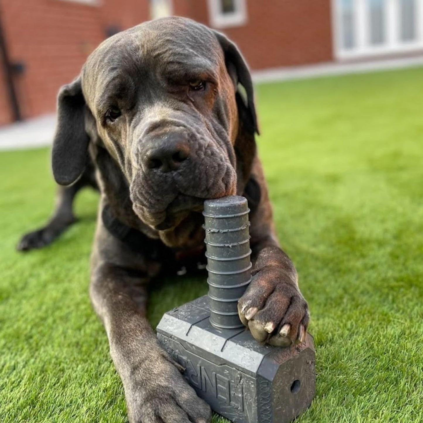 dog with gray hammer toy