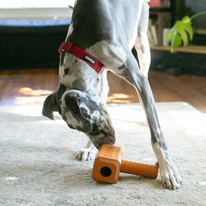 dog with yellow hammer toy