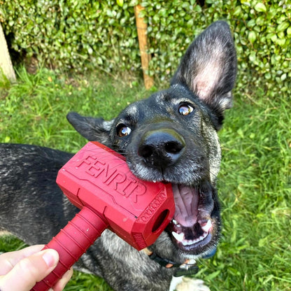 dog playing with red hammer toy