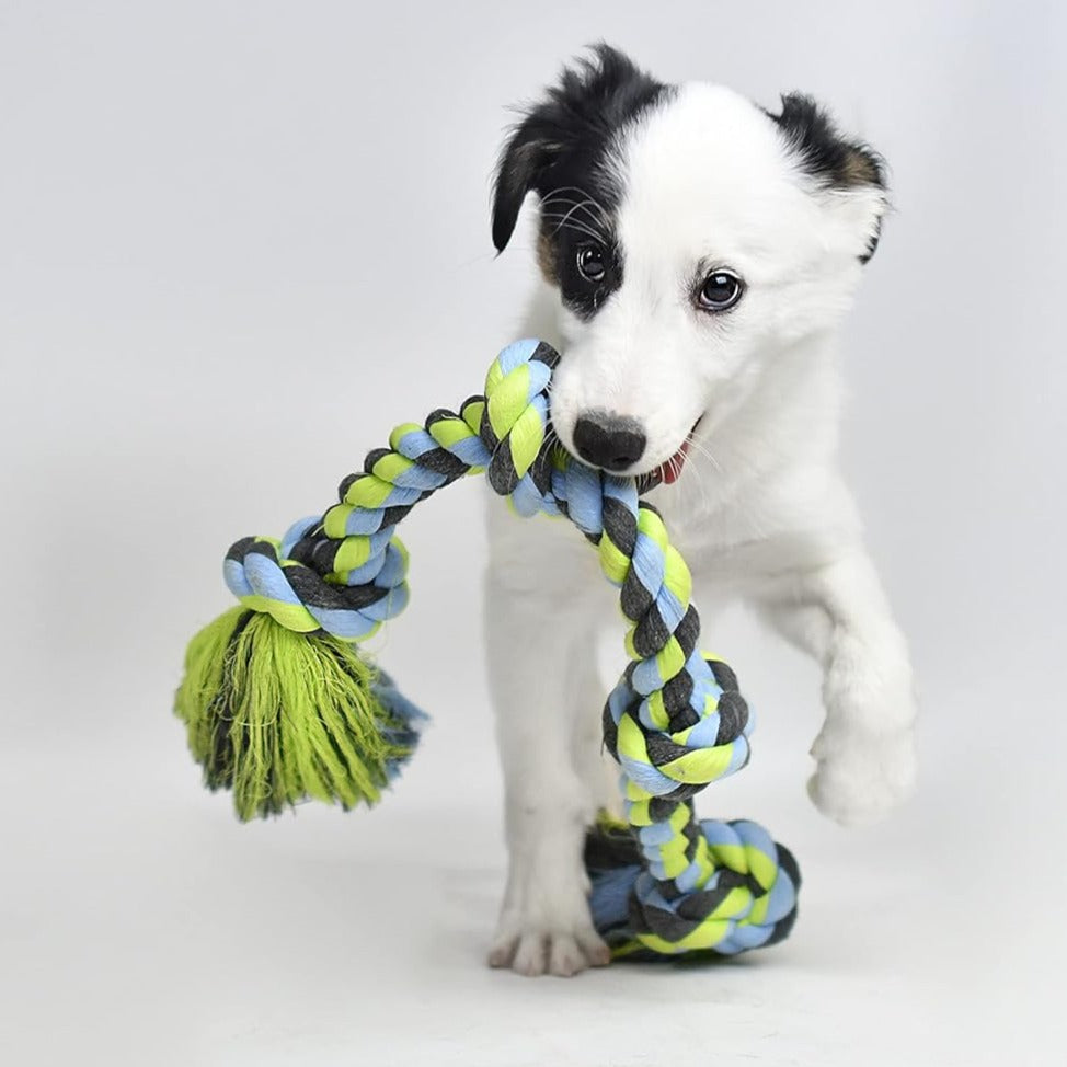 puppy playing with rope chew toy