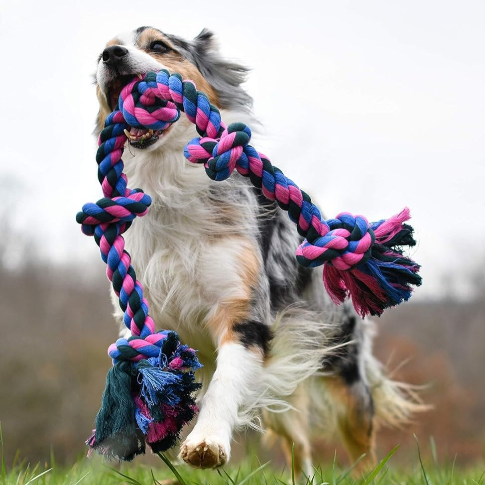 dog playing with rope chew toy