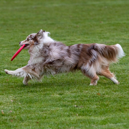 large dog with red frisbee in its mouth