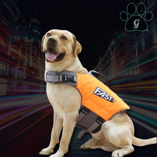 dog life jacket in orange