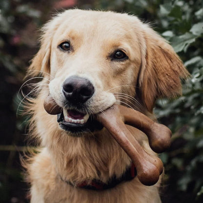 Dog with wishbone chew toy in its mouth.