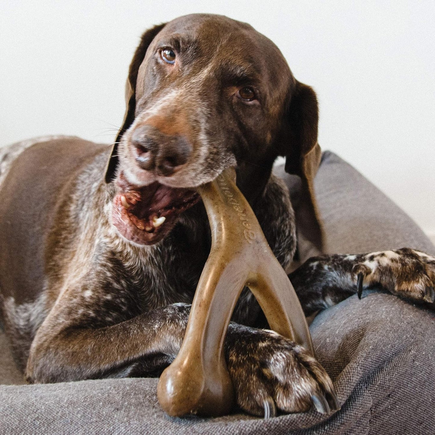 Dog chewing on the wishbone chew toy